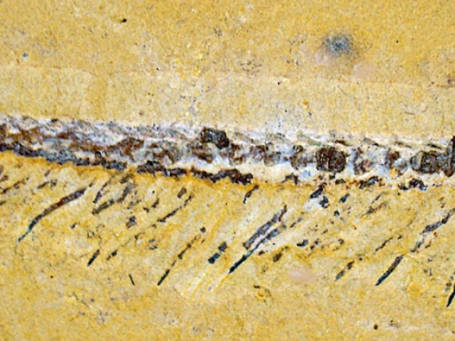 Image of a fossil Jianfengia specimen showing the animal's elongated body consisting of 27 identical segments with appendages. 