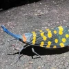 Sporting a striking color pattern of yellow dots on its grey wings and a long, blue, "nose"-like head appendate, a lanternfly is pictured sitting on tree bark 